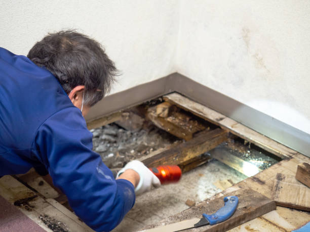 Best Fast Mold Removal  in Mcswain, CA
