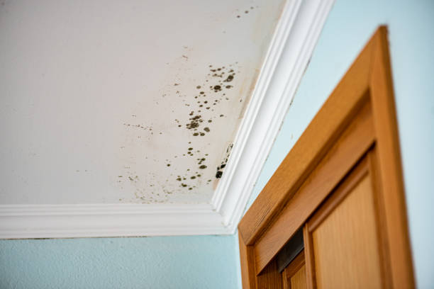 Certified Mold Removal in Mcswain, CA