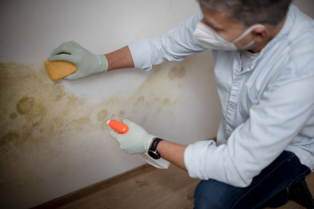 Best Mold Remediation Experts  in Mcswain, CA
