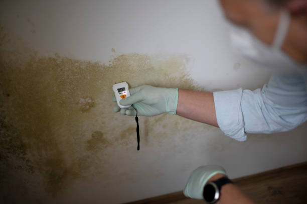Best Best Mold Removal Companies  in Mcswain, CA