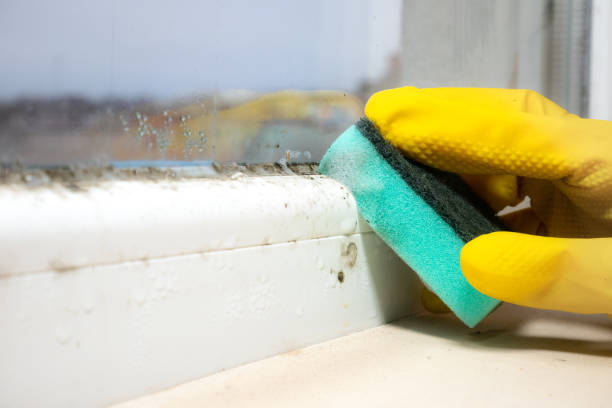 Best Home Mold Removal  in Mcswain, CA