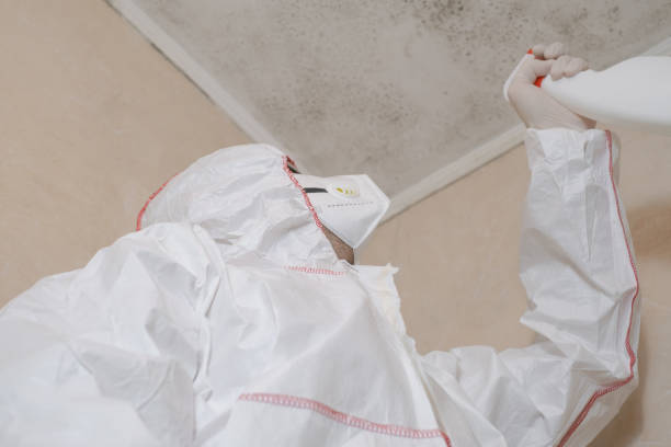 Professional Mold Removal in Mcswain, CA