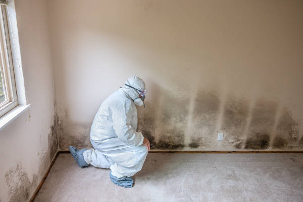 Best Certified Mold Removal  in Mcswain, CA