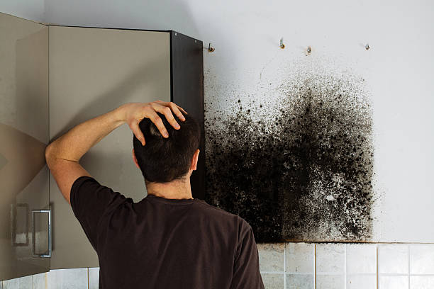 Best Same-Day Mold Removal  in Mcswain, CA