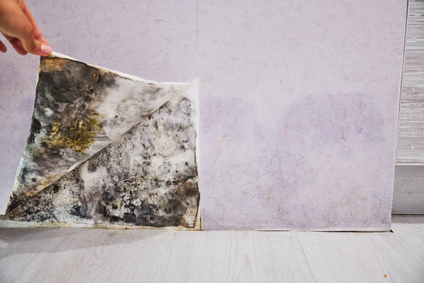 Mold Removal and Inspection in Mcswain, CA
